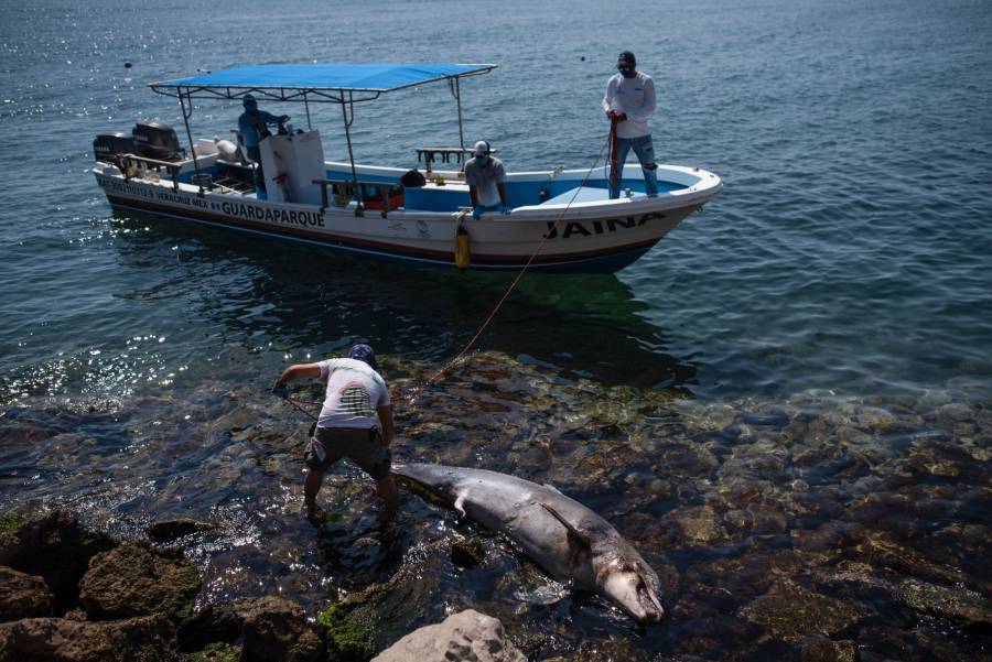 Suspenden actividad pesquera en Veracruz ante crisis ambiental