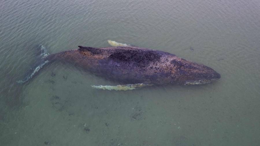 Alemania intenta rescatar a ballena jorobada varada en el mar Báltico