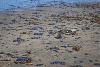 Gobierno Federal confirma origen de derrame en Golfo de M&eacute;xico y reporta da&ntilde;os severos