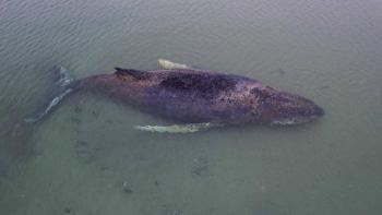 Alemania intenta rescatar a ballena jorobada varada en el mar B&aacute;ltico
