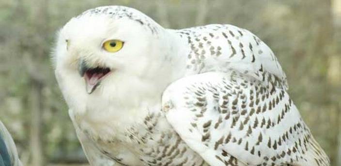 ONU protege 40 nuevas especies migratorias en reunión celebrada en Brasil