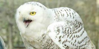 ONU protege 40 nuevas especies migratorias en reuni&oacute;n celebrada en Brasil