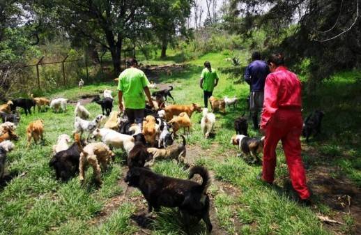 CDMX informa estado de salud de los 858 perros rescatados del refugio en Cuajimalpa y refuerza atenci&oacute;n integral