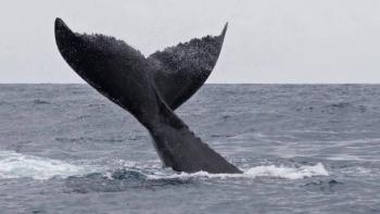 EU analiza retirar restricciones a petroleras en el Golfo de M&eacute;xico que protegen especies en peligro