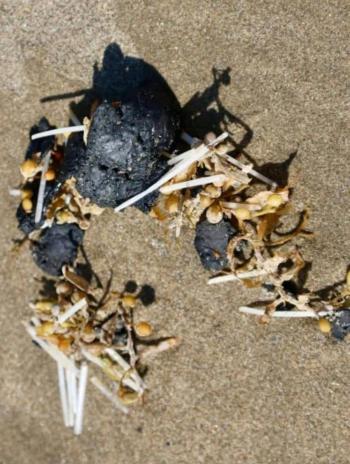 Sheinbaum se&ntilde;ala a chapopoteras naturales como principal fuente de contaminaci&oacute;n en el Golfo