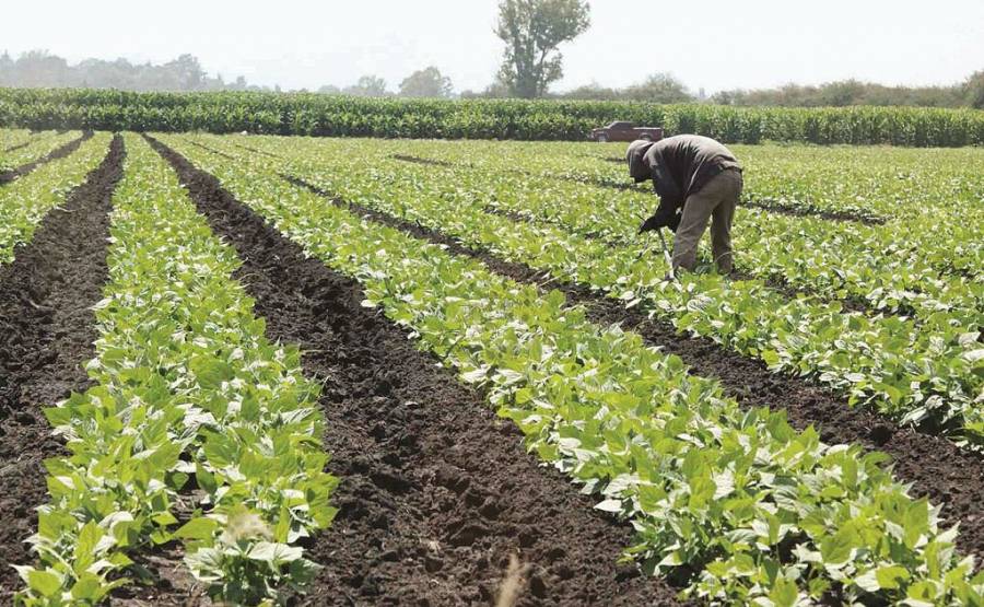 Aumento de fertilizantes y combustibles pega a productos agr&iacute;colas
