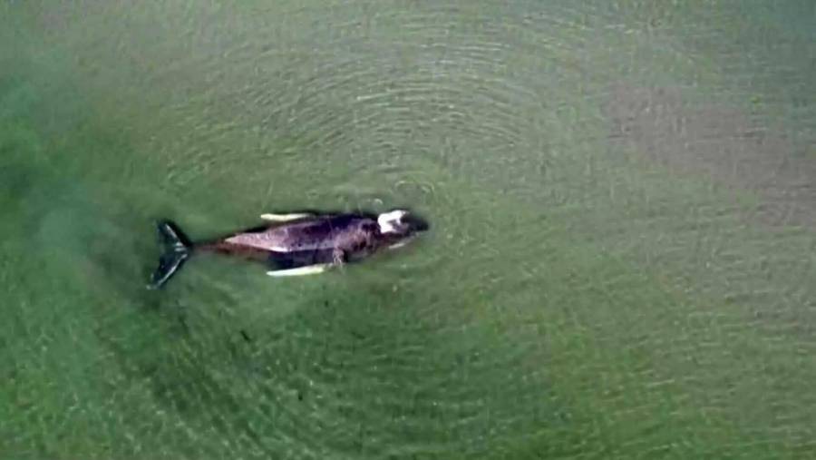 Alemania abandona rescate de ballena jorobada varada en el mar Báltico
