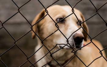Congreso capitalino busca permitir ingreso de animales de compa&ntilde;&iacute;a en refugios para v&iacute;ctimas de violencia