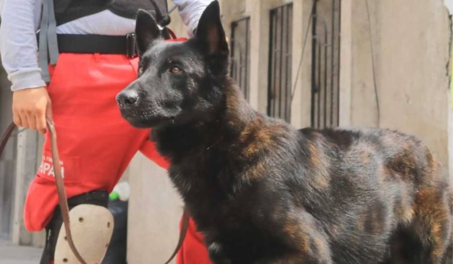 Fallece “Capit&aacute;n”, h&eacute;roe canino del sismo de 2017 tras una d&eacute;cada de servicio