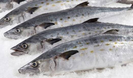 Profeco reporta precio promedio nacional del pescado sierra en $125.30 por kilo durante Cuaresma