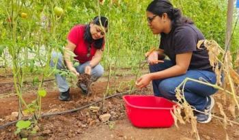 Estudiante del IPN realiza estancia de investigaci&oacute;n para el control del nematodo Meloidogyne incognita
