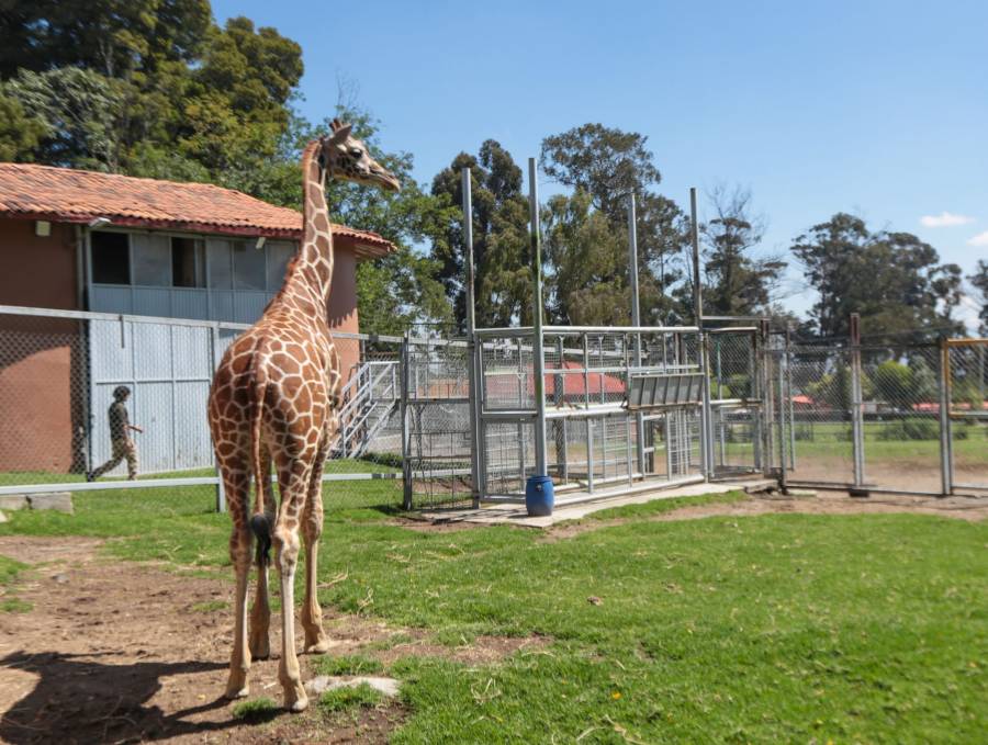 Convocan a capitalinos a elegir nombre de jirafa nacida en zool&oacute;gico de Arag&oacute;n