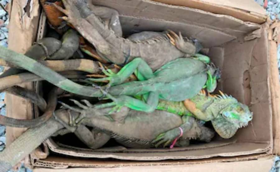 Rescatan 192 iguanas en Oaxaca; tráfico ilegal provoca la muerte de decenas de ejemplares