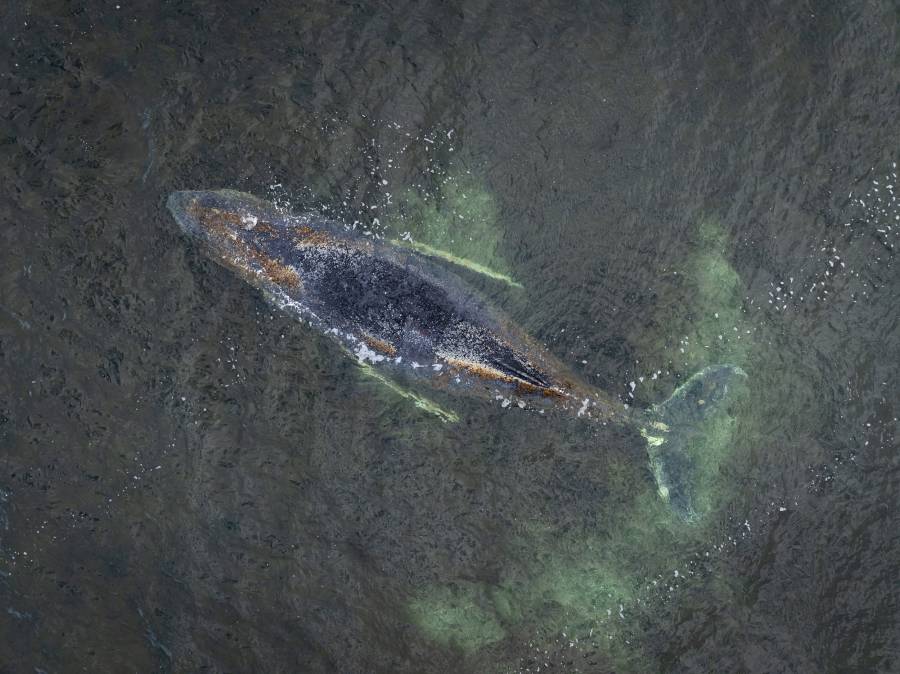 Ballena gris muere tras adentrarse 32 kilómetros río arriba en Washington