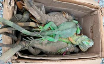 Rescatan 192 iguanas en Oaxaca; tr&aacute;fico ilegal provoca la muerte de decenas de ejemplares