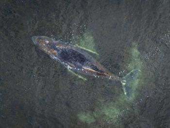 Ballena gris muere tras adentrarse 32 kil&oacute;metros r&iacute;o arriba en Washington