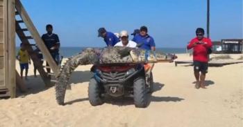 Cocodrilo de gran tama&ntilde;o irrumpe en playa de Oaxaca