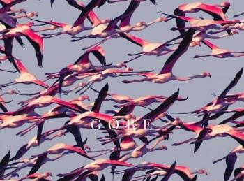 Gore, de Deftones, es yuxtaposici&oacute;n de sensaciones y m&uacute;sica.