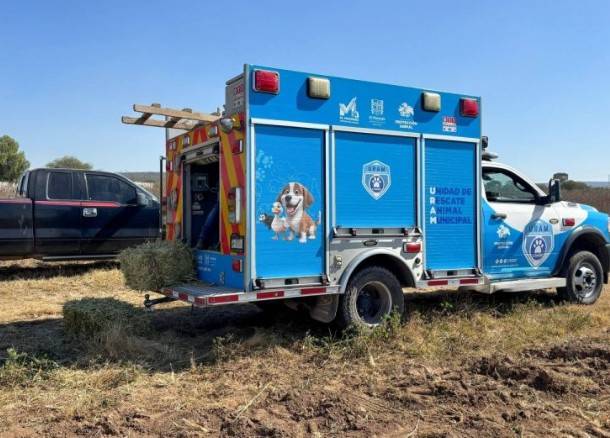 Detectan primer caso de gusano barrenador en perro en El Marqu&eacute;s