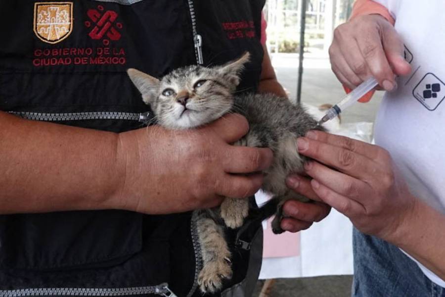 Arranca Semana Estatal de Vacunación Antirrábica Canina y Felina en la Ciudad de México