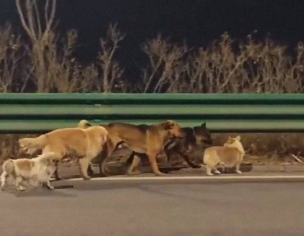 Siete perros escapan de sus captores y recorren 17 kil&oacute;metros para volver a casa en China