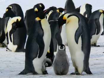 Cambio clim&aacute;tico empuja al pinguino emperador y al lobo marino ant&aacute;rtico al riesgo de extinci&oacute;n