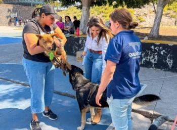 Municipio de Quer&eacute;taro reporta m&aacute;s de 14 mil esterilizaciones de mascotas