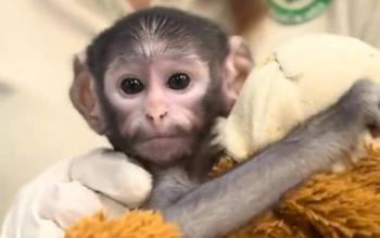 Zool&oacute;gico de Guadalajara presenta a Yuji, el Punch mexicano, un mono patas beb&eacute; criado con asistencia