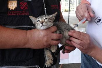 Arranca Semana Estatal de Vacunaci&oacute;n Antirr&aacute;bica Canina y Felina en la Ciudad de M&eacute;xico