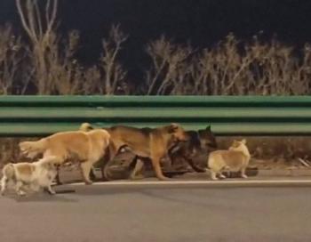 Siete perros escapan de sus captores y recorren 17 kil&oacute;metros para volver a casa en China