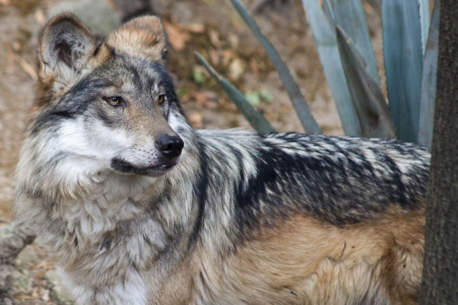 M&eacute;xico reintroduce una familia de lobos mexicanos en Durango como parte de programa binacional