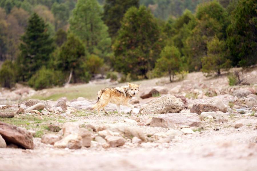 Lobo mexicano regresa a la Sierra Madre Occidental con modelo comunitario de conservaci&oacute;n