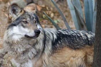 M&eacute;xico reintroduce una familia de lobos mexicanos en Durango como parte de programa binacional