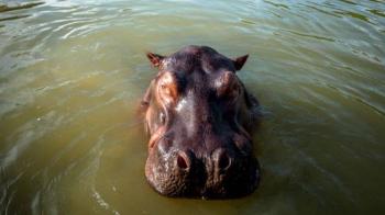 Colombia aplicar&aacute; eutanasia a 80 hipop&oacute;tamos de la Hacienda N&aacute;poles para frenar expansi&oacute;n de especie invasor