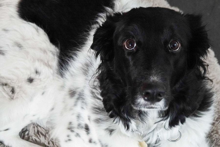Tener perro en M&eacute;xico podr&iacute;a cambiar con nuevo registro y licencia especial en Tecate