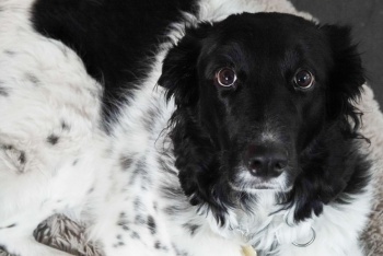 Tener perro en M&eacute;xico podr&iacute;a cambiar con nuevo registro y licencia especial en Tecate