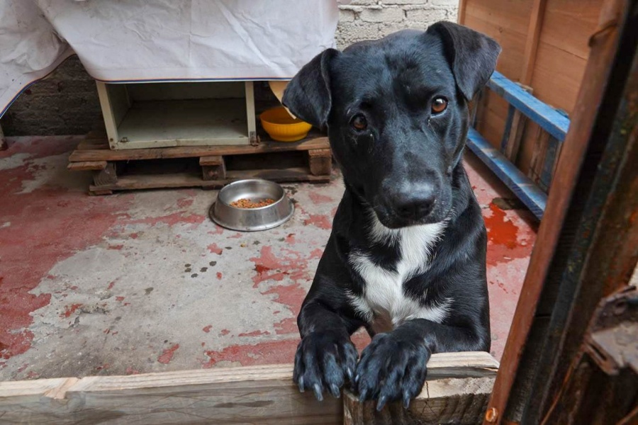 La alimentaci&oacute;n de mascotas en M&eacute;xico: Entre la practicidad, el costo y el bienestar animal