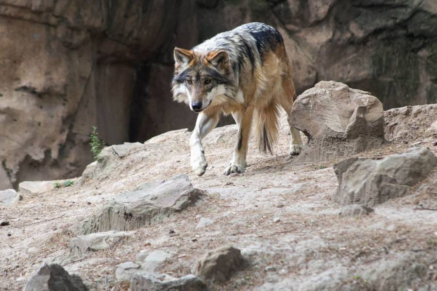 Reintroducci&oacute;n del lobo mexicano en Durango impulsa su recuperaci&oacute;n