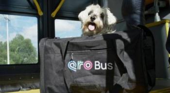 Qrobus realizar&aacute; jornada de registro para su programa “PetFriendly”