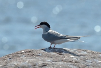 Inicia el arribo y anidaci&oacute;n de charranes migratorios en el Parque Ecotur&iacute;stico Punta Sur