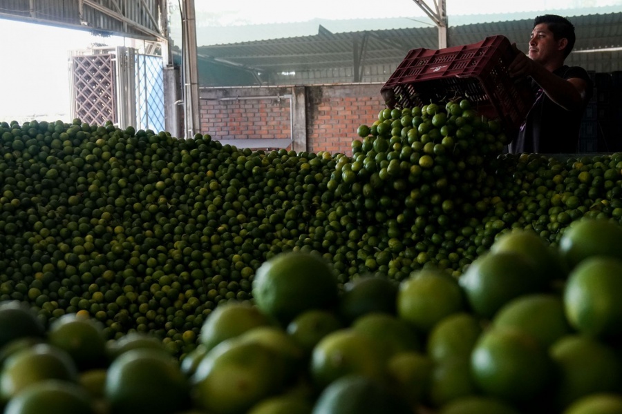 Guerra en Ir&aacute;n impacta precios de alimentos b&aacute;sicos en M&eacute;xico: jitomate, lim&oacute;n y papa entre los m&aacute;s afectados
