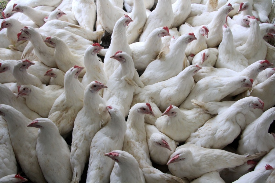 SDR abre por primera vez subsidio para alimento de gallinas ponedoras en Chihuahua