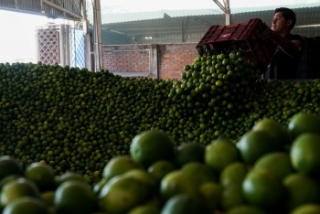 Guerra en Ir&aacute;n impacta precios de alimentos b&aacute;sicos en M&eacute;xico: jitomate, lim&oacute;n y papa entre los m&aacute;s afectados