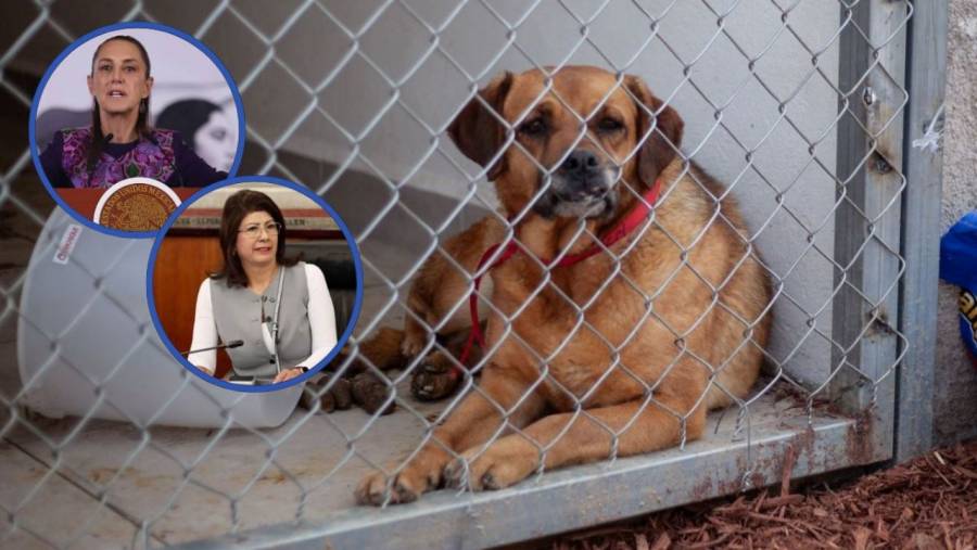 “Es mejor buscar la protecci&oacute;n animal”, critica Sheinbaum a senadora que mand&oacute; a sacrificar a 10 mil perros