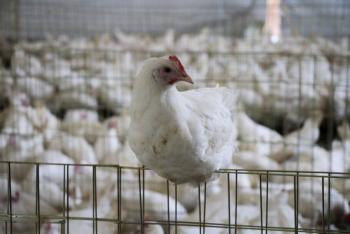 Presentan iniciativa para reformar Ley de Protecci&oacute;n a los Animales y fortalecer inocuidad alimentaria