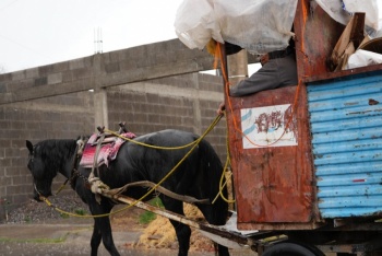 Villa de Pozos inicia sustituci&oacute;n de carros de tracci&oacute;n animal por veh&iacute;culos automotores