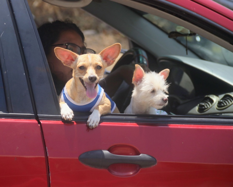 Guanajuato capital inicia estrategia para crear padr&oacute;n de mascotas