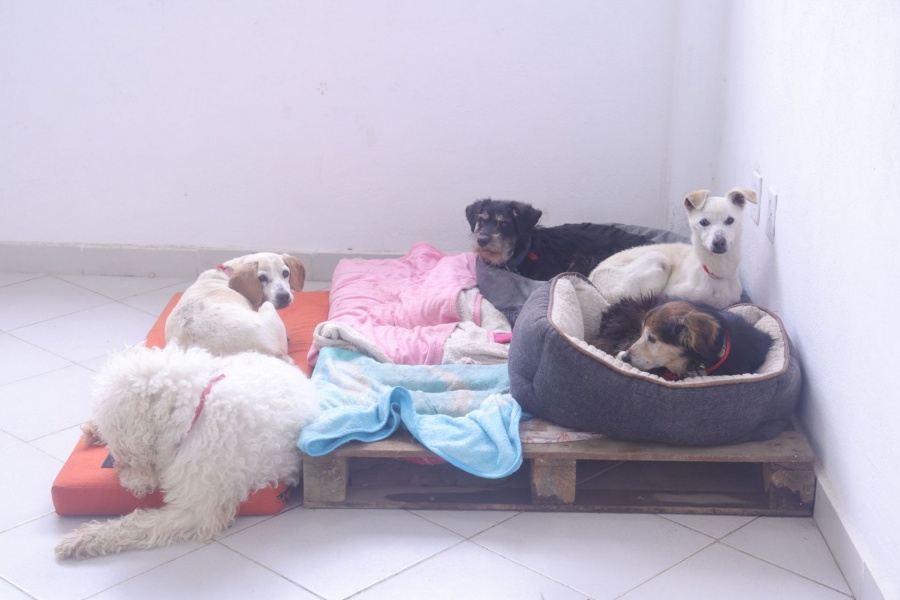 Lomitos y michis ya tienen derechos: as&iacute; es la nueva ley de protecci&oacute;n animal en Edomex