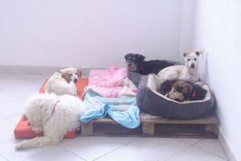 Lomitos y michis ya tienen derechos: as&iacute; es la nueva ley de protecci&oacute;n animal en Edomex