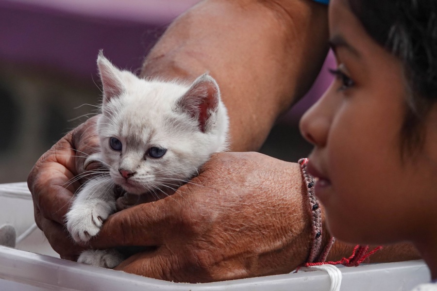 Prevención en salud animal: clave para proteger a mascotas y personas en México